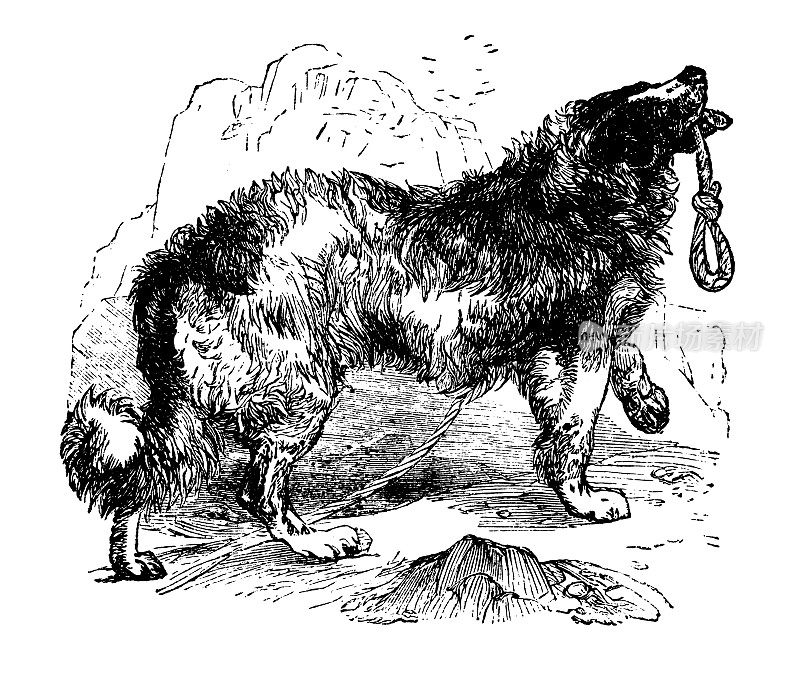 纽芬兰狗|古董运动插图